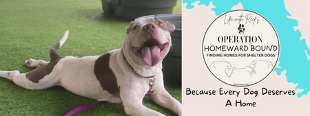 Finding Forever Homes through Operation Homeward Bound