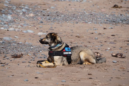German Shepherd wearing Service Dog vest on beach