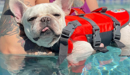 Frenchie with disablity learning to swim