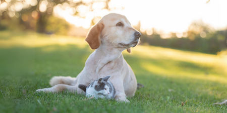 Creating a More Sustainable Pet Industry