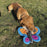 Cycle Dog Large Butterfly Toy (Asstd Colors)