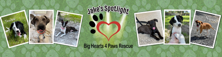Big Hearts 4 Paws Rescue