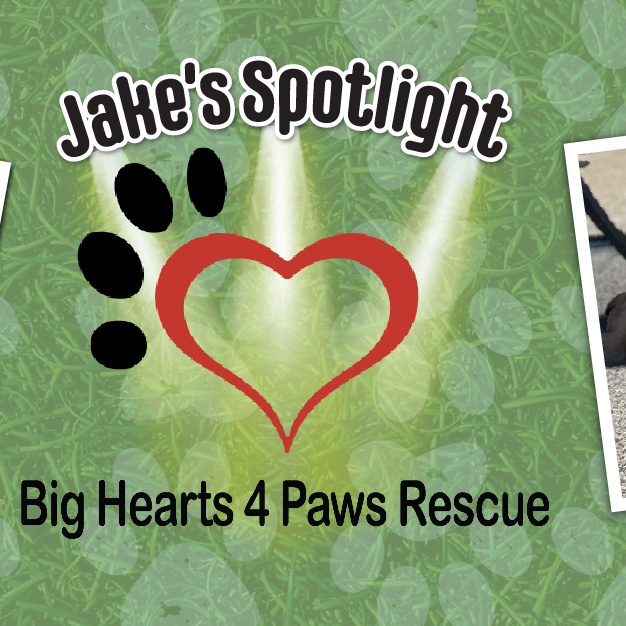 Big Hearts 4 Paws Rescue