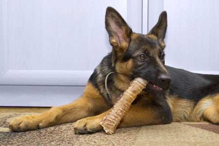 Dog chewing on trachea to prevent boredom and satisfy natural chewing desire