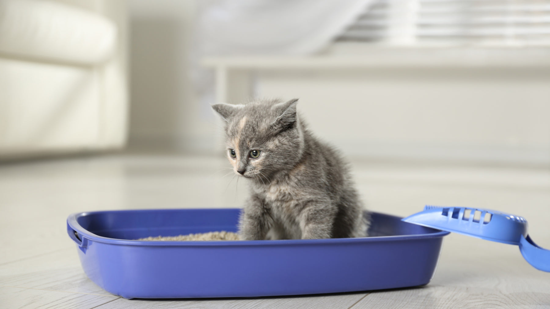 Jake's Pet Supply carries dozens of premium cat litters