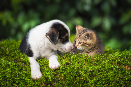 Prebiotics and probiotics keep everything in balance for dogs and cats