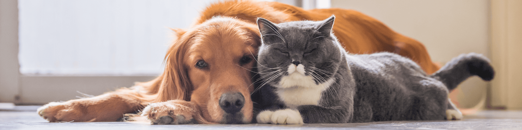 Dental products help bad pet breath and improve overall pet health