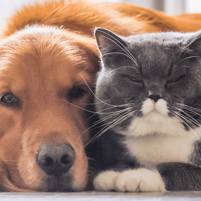 Dental products help bad pet breath and improve overall pet health