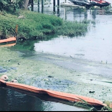 Toxic Algae is dangerous to pets