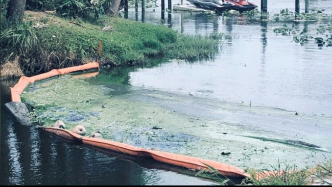 Toxic Algae is dangerous to pets