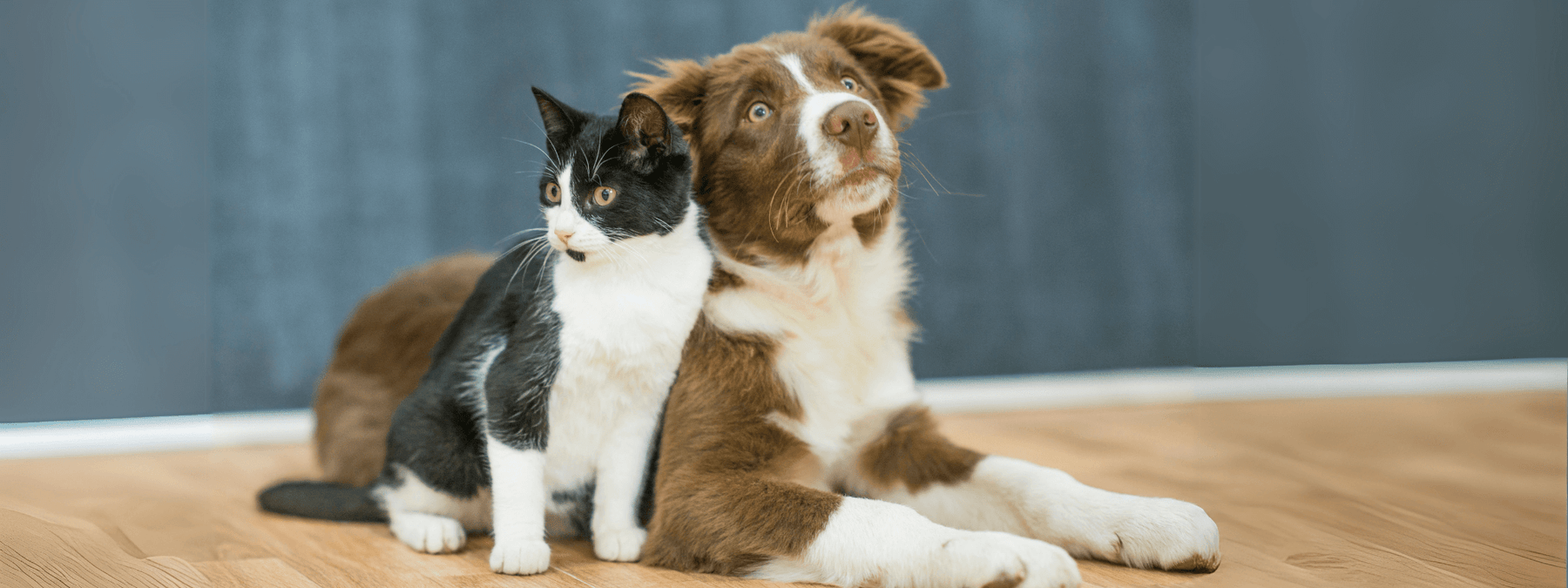 Functional Foods for Dogs and Cats with Health Issues