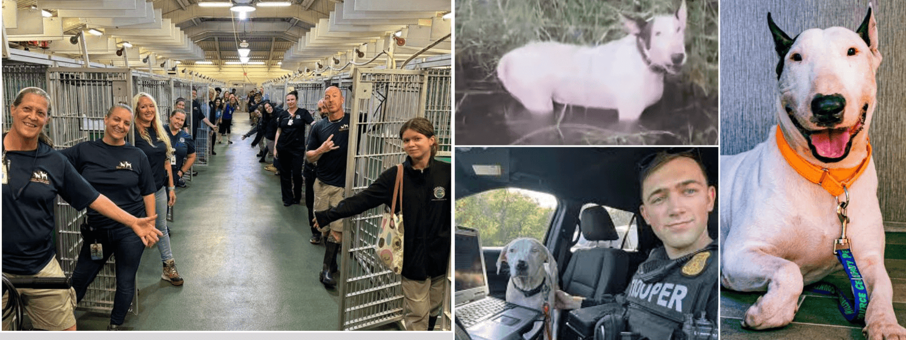 Palm Beach Animal Care and Control Empties Kennel and Pit Bull Terrier rescued by Florida Trooper before Hurricane Milton