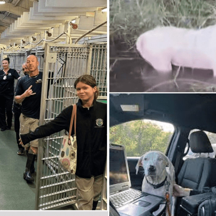 Palm Beach Animal Care and Control Empties Kennel and Pit Bull Terrier rescued by Florida Trooper before Hurricane Milton