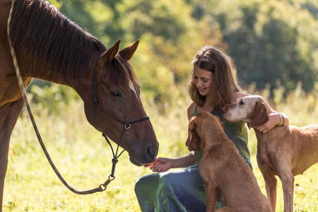 Horse Poop Can be Toxic To Dogs!