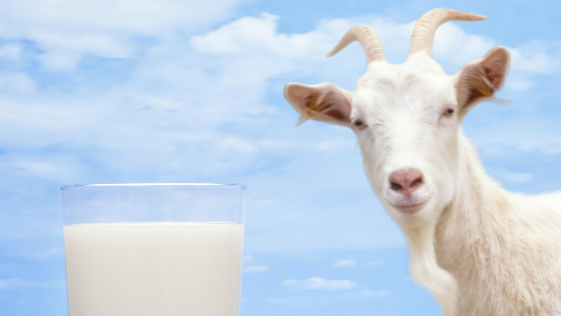 Goat Milk Delivery