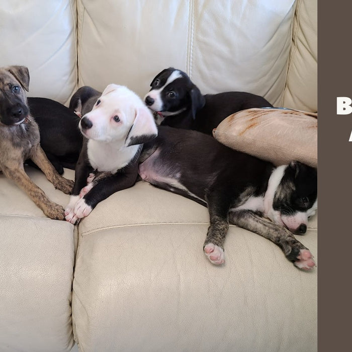 Justin Bartlett Animal Rescue