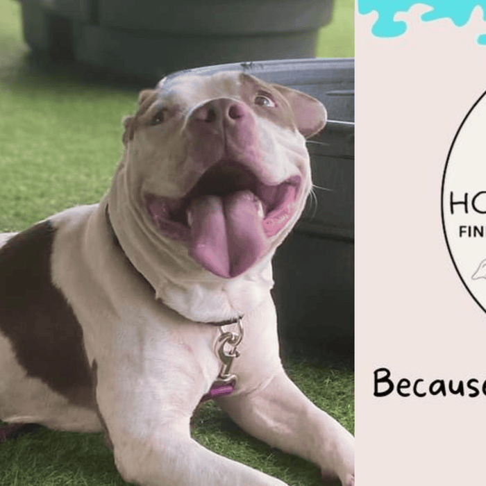 Finding Forever Homes through Operation Homeward Bound