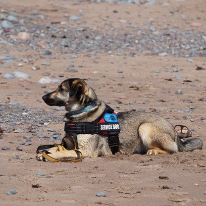 German Shepherd wearing Service Dog vest on beach