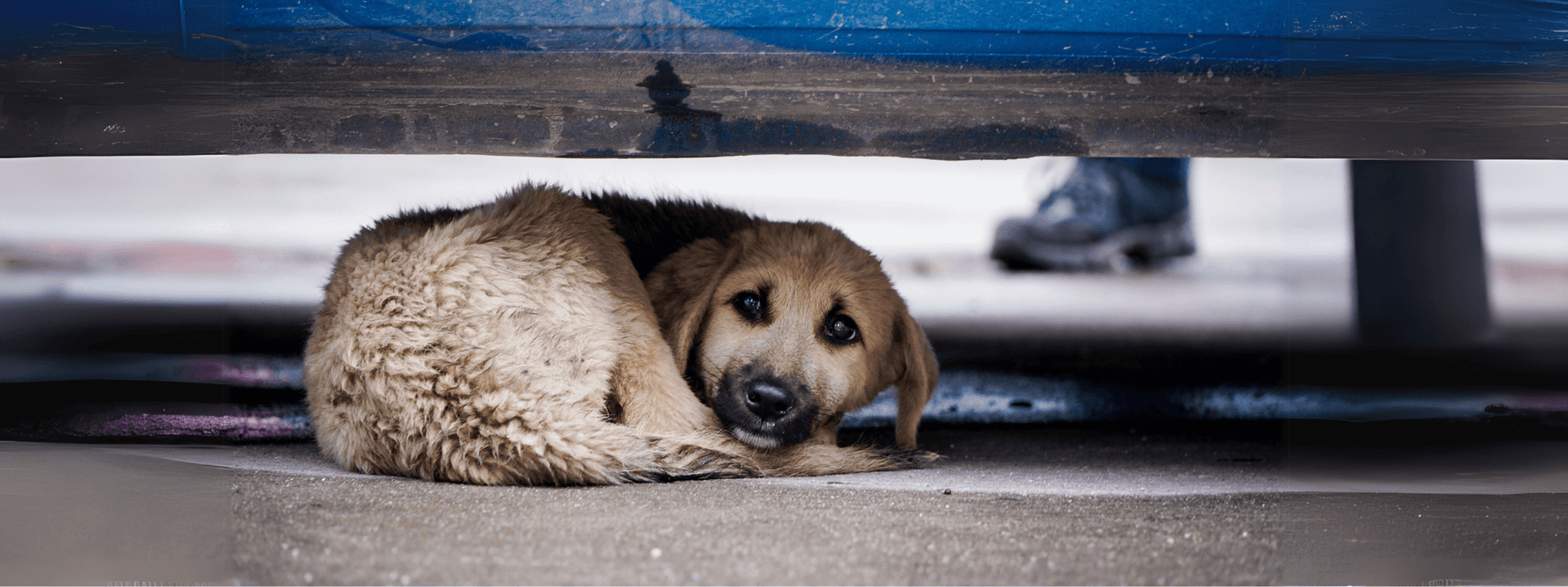 Stressed Dog hiding under a bed