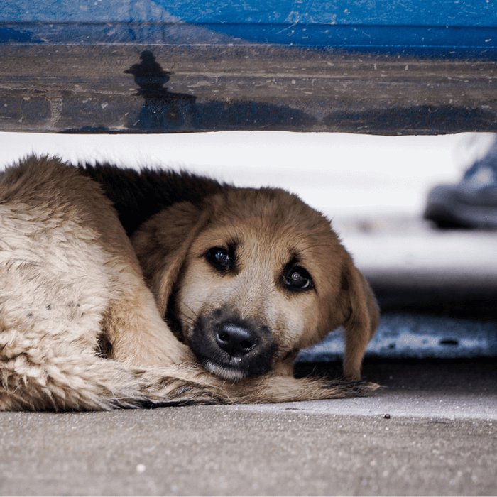 Stressed Dog hiding under a bed