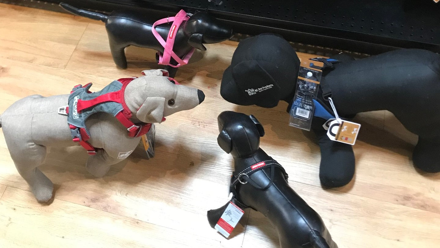 Choosing the Best Harness for Your Dog