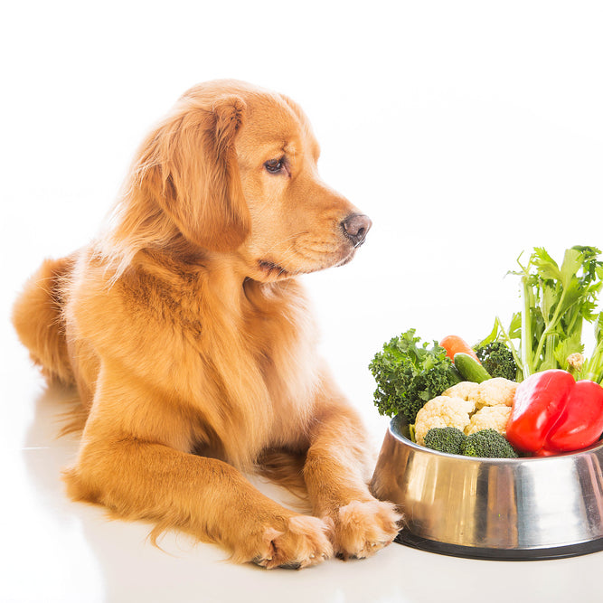 Vegetarian Pet Diets