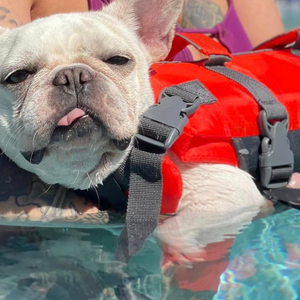 Frenchie with disablity learning to swim