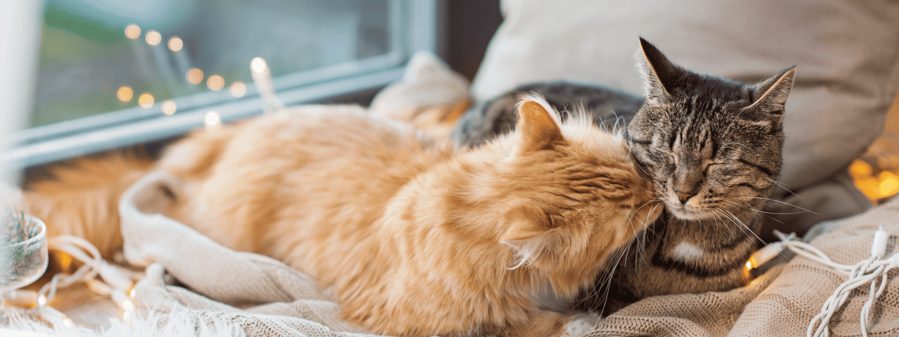 Reasons to adopt a cat