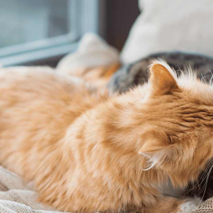 Reasons to adopt a cat