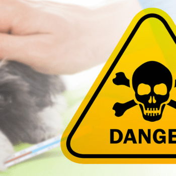 Plants and Foods that are dangerous to dogs and cats