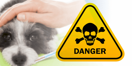 Plants and Foods that are dangerous to dogs and cats