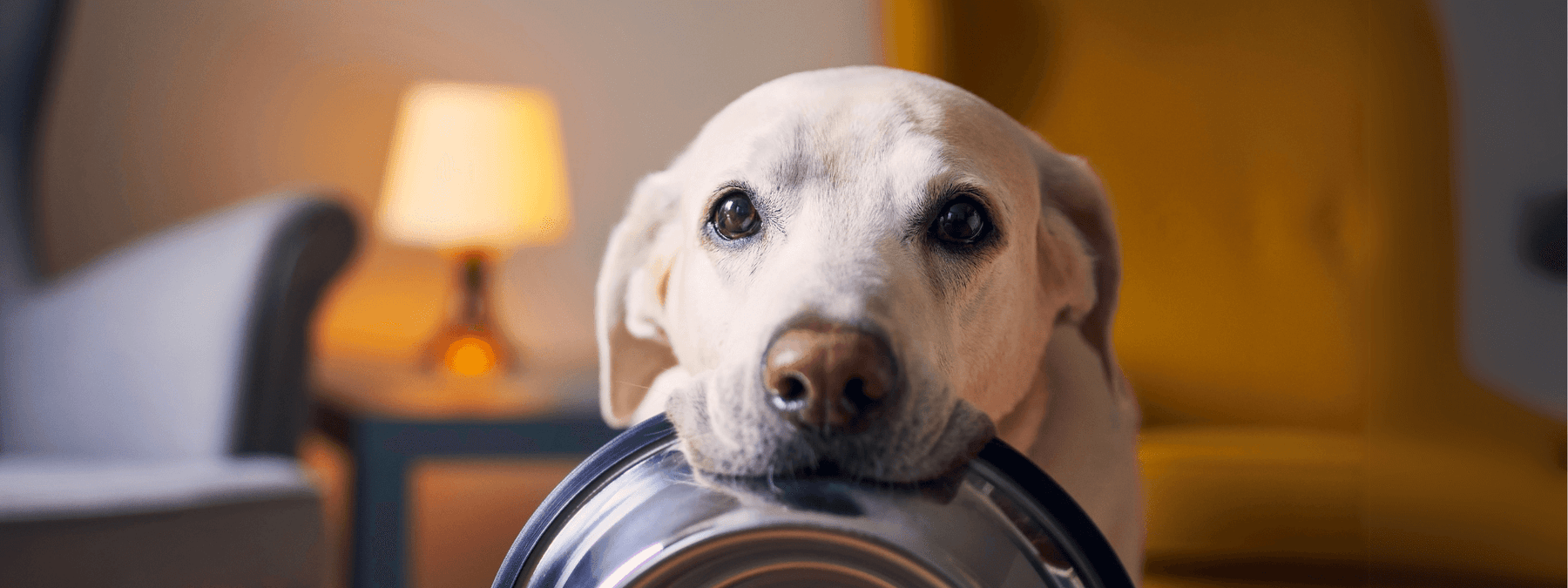 Build a Better Pet Food Bowl