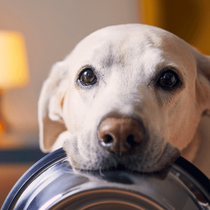 Build a Better Pet Food Bowl