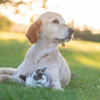 Creating a More Sustainable Pet Industry