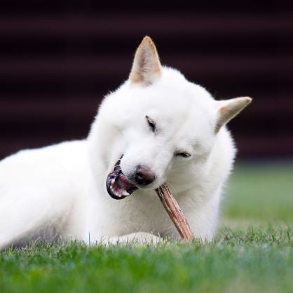 Delivering Bones and Body Parts to Prevent Dog Boredom