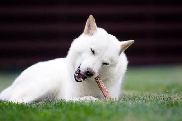 Delivering Bones and Body Parts to Prevent Dog Boredom