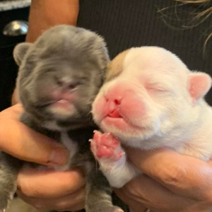 French Bulldogs with disablities and special needs