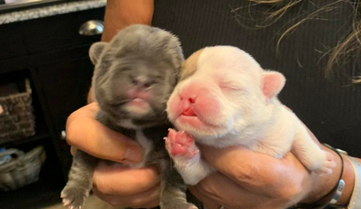French Bulldogs with disablities and special needs