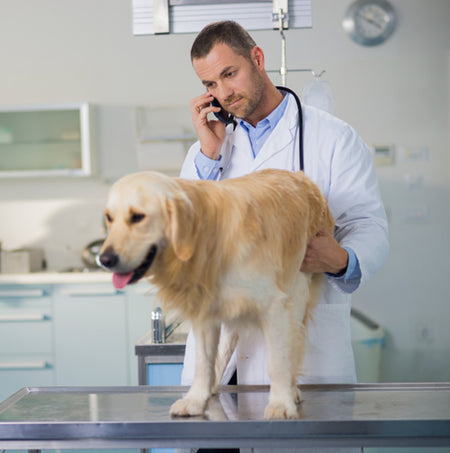 Dogs with arthritis can find some relief with glucosamine and condroitin