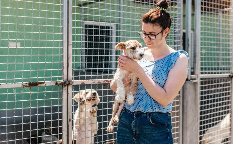 Woman at Palm Beach County Animal Care and Control choosing a dog to foster
