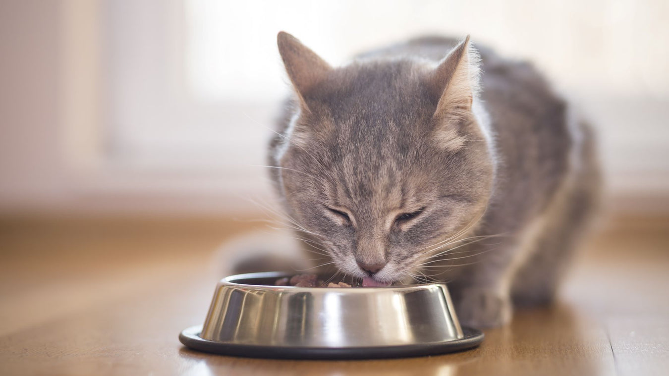 Cat food includes kibble, canned, freeze-dried, and frozen raw
