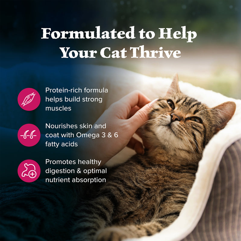 Blue Buffalo Wilderness Feline Salmon