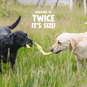 West Paw Bumi Dogs Playing