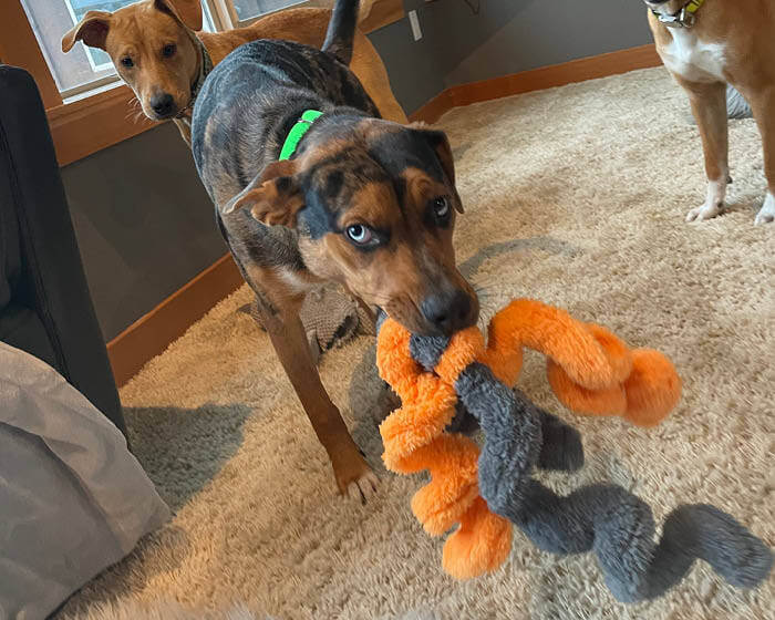 Cycle Duraplush Springy Thing Dog Toy, Large