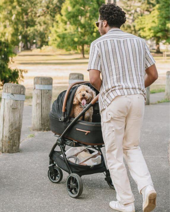 Tavo Maeve pet carrier and Roscoe Stroller