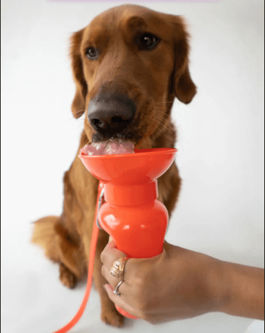 Springer Mini Dog Travel Bottle, 15 oz