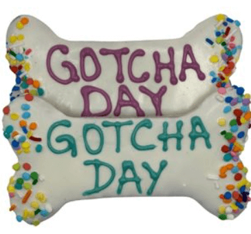 Preppy Puppy Gotcha Day Dog Cookie