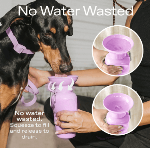 Springer Mini Dog Travel Bottle, 15 oz