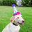 Huxley & Kent Happy Barkday Party Hat - Stars
