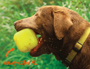 ruff dawg dawg-cube XL mult-color